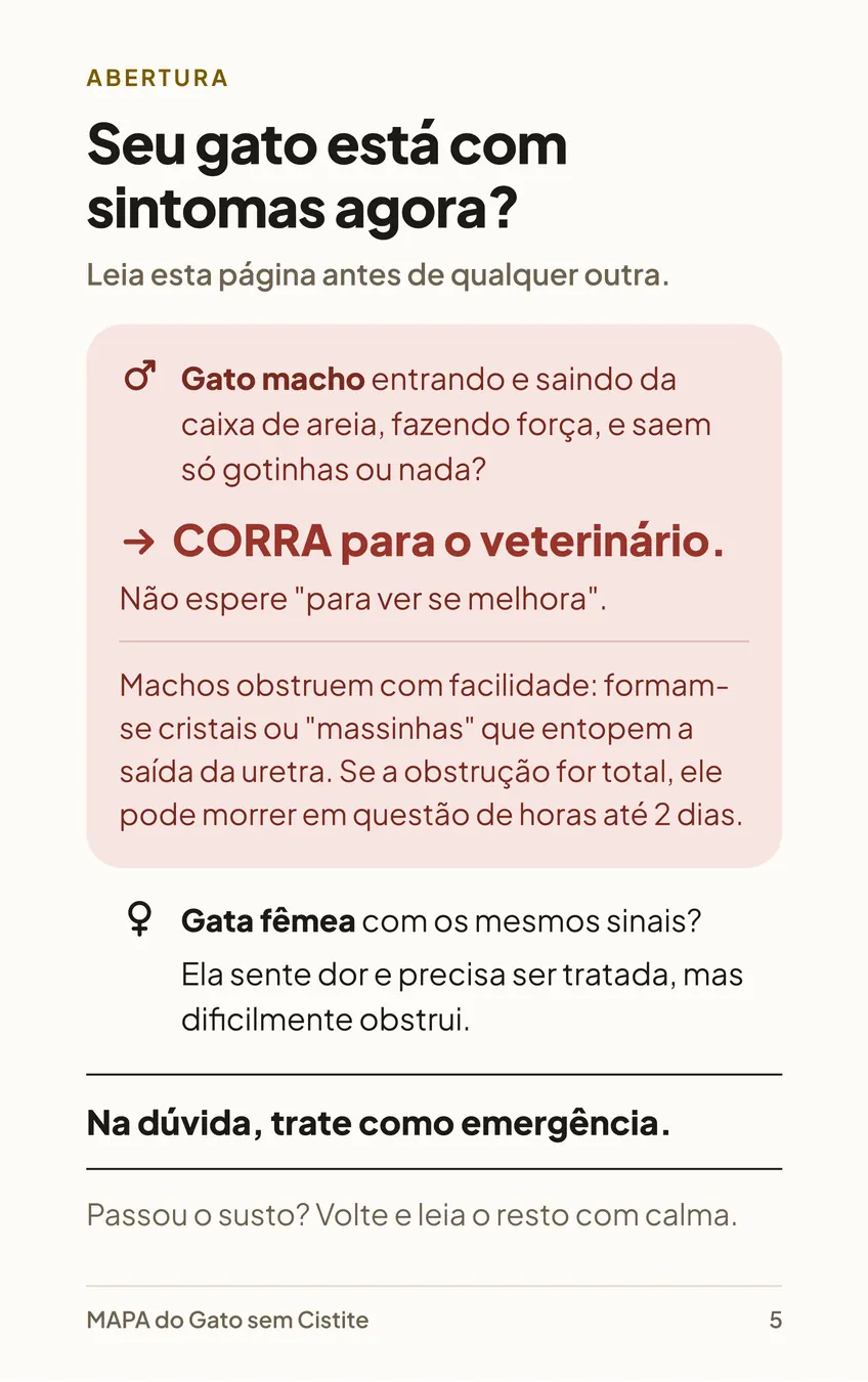 Página 5 do MAPA: Seu gato está com sintomas agora? Orientação rápida para gato macho e gata fêmea.